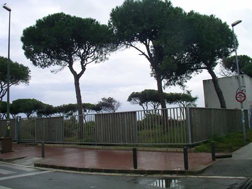 Pineda talada a Gav&agrave; Mar per construir la nova escola p&uacute;blica de Gav&agrave; Mar (Desembre de 2006)