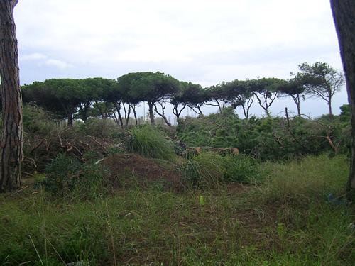 Pineda talada a Gav&agrave; Mar per construir la nova escola p&uacute;blica de Gav&agrave; Mar (Desembre de 2006)