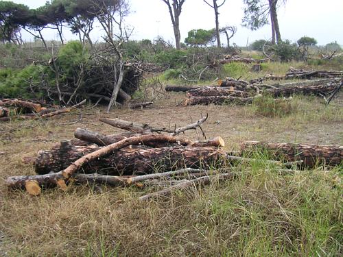 Pineda talada a Gav&agrave; Mar per construir la nova escola p&uacute;blica de Gav&agrave; Mar (Desembre de 2006)