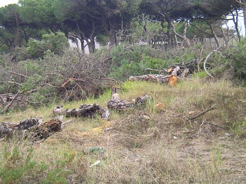 Pineda talada a Gav&agrave; Mar per construir la nova escola p&uacute;blica de Gav&agrave; Mar (Desembre de 2006)