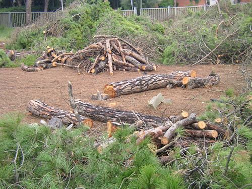 Pineda talada a Gav&agrave; Mar per construir la nova escola p&uacute;blica de Gav&agrave; Mar (Desembre de 2006)