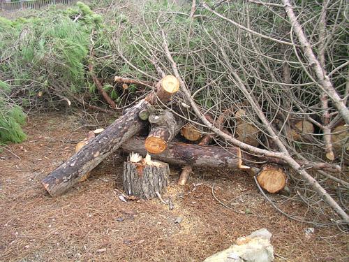 Pineda talada a Gav&agrave; Mar per construir la nova escola p&uacute;blica de Gav&agrave; Mar (Desembre de 2006)