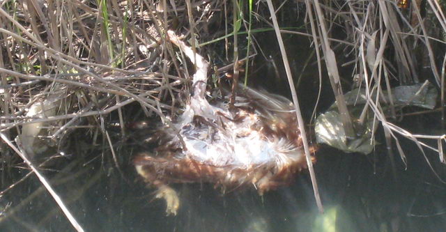 Ànec mort dins de la Riera dels Canyars de Gavà Mar (fotografia des del pont del carrer Calafell) (4 d'Abril de 2009)