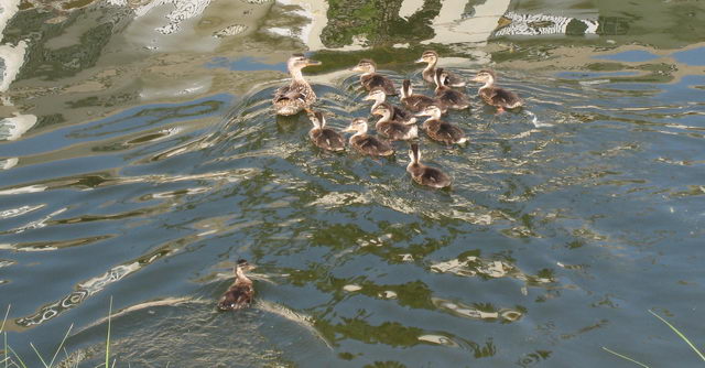 Fam�lia d'�necs nascuda a la Riera dels Canyars de Gav&agrave; Mar durant l'any 2009 (fotografia des del pont del carrer de Calafell) (20 de Maig de 2009)