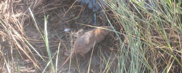 Una de les rates que viuen a la Riera dels Canyars de Gavà Mar (Desembre de 2007)