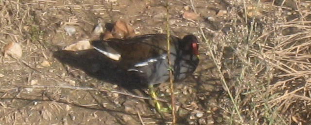 Una de las tímidas pollas de agua que habita en la Riera dels Canyars (Diciembre de 2007)
