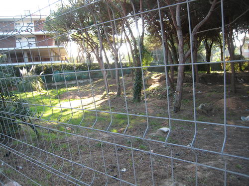 Pineda situada al carrer Cunit de Gav� Mar no urbanitzada tancada, podada i netejada (Gener de 2008)