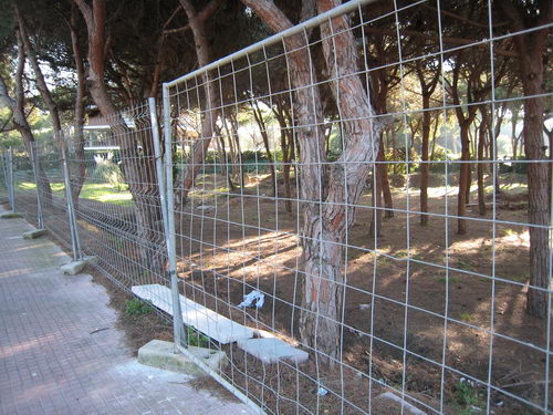 Pineda situada al carrer Cunit de Gav� Mar no urbanitzada tancada, podada i netejada (Gener de 2008)
