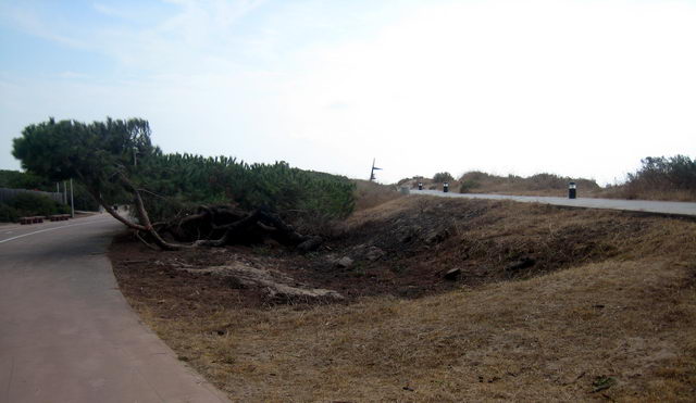 Consecuencias del incendio en una pineda de Gav� Mar durante la verbena de Sant Joan (13 de Septiembre de 2009)