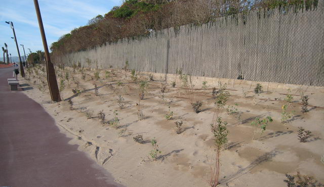 Nova vegetaci&oacute; plantada en el nou tram del passeig mar&iacute;tim de Gav&agrave; Mar (6 de desembre de 2008)