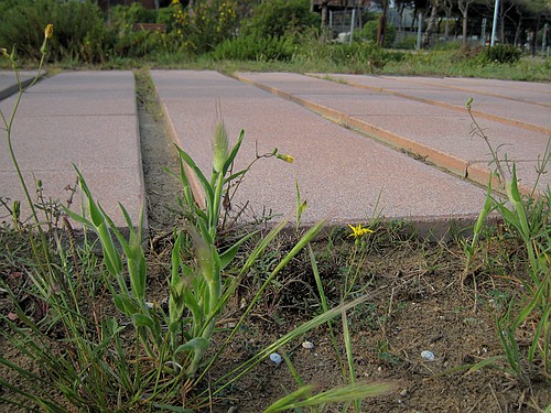 Espai buit entre rajoles que fa molt inc�mode caminar al passeig mar�tim de Gav� Mar