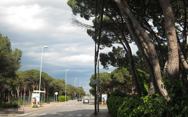 Pals i cables de tel&egrave;fon a l'avinguda Europa de Gav&agrave; Mar (2 de setembre de 2007)