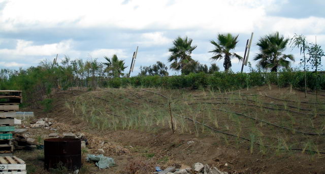 Plantes plantades a la parcel�la del CEIP Gav� Mar (23 d'Agost de 2008)