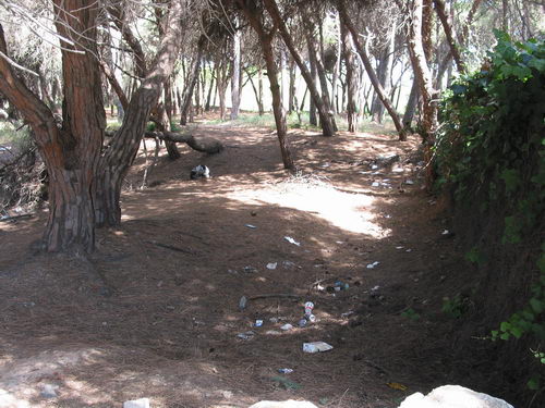 Brut&iacute;cia a la pineda del nord de l'autovia de Castelldefels (C-31) a Gav&agrave; Mar (Juliol 2007)