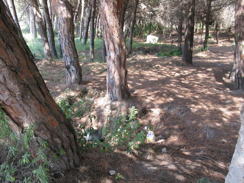 Brut&iacute;cia a la pineda del nord de l'autovia de Castelldefels (C-31) a Gav&agrave; Mar (Juliol 2007)