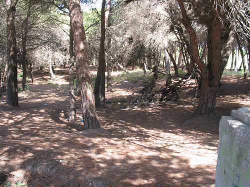 Brut&iacute;cia a la pineda del nord de l'autovia de Castelldefels (C-31) a Gav&agrave; Mar (Juliol 2007)