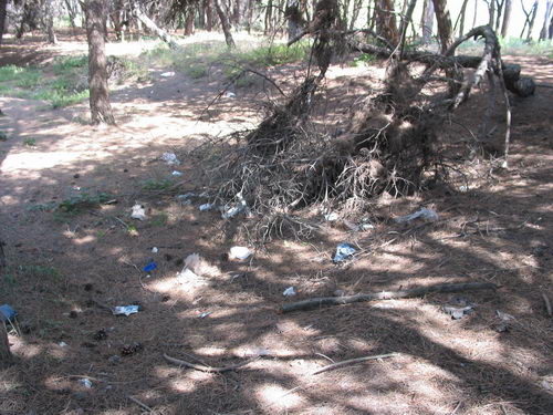 Brut&iacute;cia a la pineda del nord de l'autovia de Castelldefels (C-31) a Gav&agrave; Mar (Juliol 2007)