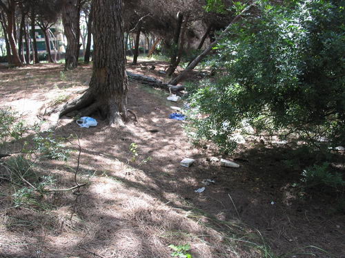 Brut&iacute;cia a la pineda del nord de l'autovia de Castelldefels (C-31) a Gav&agrave; Mar (Juliol 2007)