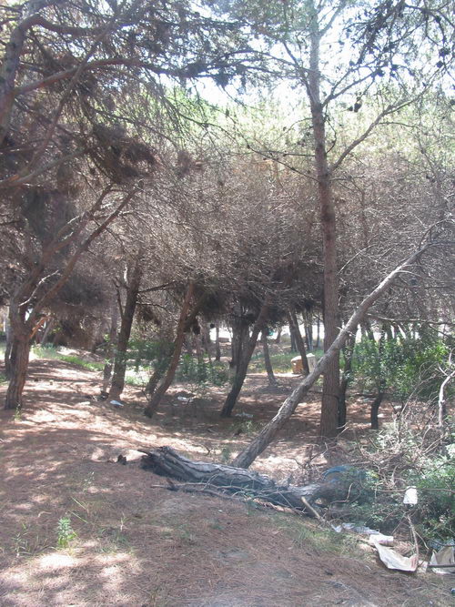 Brut&iacute;cia a la pineda del nord de l'autovia de Castelldefels (C-31) a Gav&agrave; Mar (Juliol 2007)