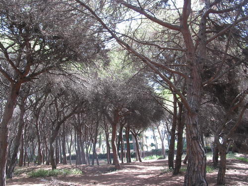 Brut&iacute;cia a la pineda del nord de l'autovia de Castelldefels (C-31) a Gav&agrave; Mar (Juliol 2007)