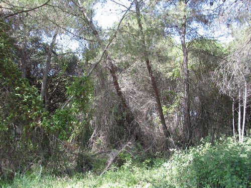 Brut&iacute;cia a la pineda del nord de l'autovia de Castelldefels (C-31) a Gav&agrave; Mar (Juliol 2007)