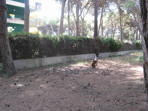 Brut&iacute;cia a la pineda del nord de l'autovia de Castelldefels (C-31) a Gav&agrave; Mar (Juliol 2007)