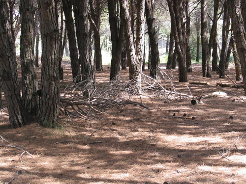 Brut&iacute;cia a la pineda del nord de l'autovia de Castelldefels (C-31) a Gav&agrave; Mar (Juliol 2007)