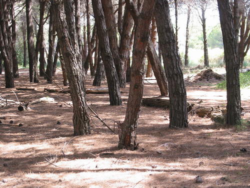 Brut&iacute;cia a la pineda del nord de l'autovia de Castelldefels (C-31) a Gav&agrave; Mar (Juliol 2007)