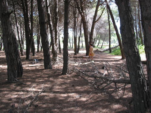 Brut&iacute;cia a la pineda del nord de l'autovia de Castelldefels (C-31) a Gav&agrave; Mar (Juliol 2007)