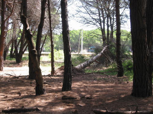 Brut&iacute;cia a la pineda del nord de l'autovia de Castelldefels (C-31) a Gav&agrave; Mar (Juliol 2007)