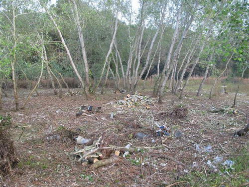 Tala realitzada al bosc de la banda muntanya de l'autovia de Castelldefels (C-31) a Gav&agrave; Mar (4 d'Abril de 2008)