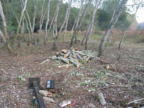 Tala realitzada al bosc de la banda muntanya de l'autovia de Castelldefels (C-31) a Gav&agrave; Mar (4 d'Abril de 2008)