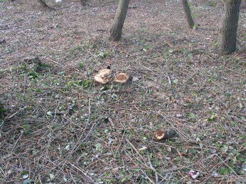 Tala realitzada al bosc de la banda muntanya de l'autovia de Castelldefels (C-31) a Gav&agrave; Mar (4 d'Abril de 2008)