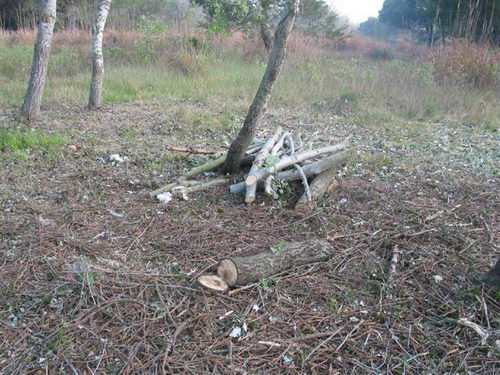Tala realitzada al bosc de la banda muntanya de l'autovia de Castelldefels (C-31) a Gav&agrave; Mar (4 d'Abril de 2008)