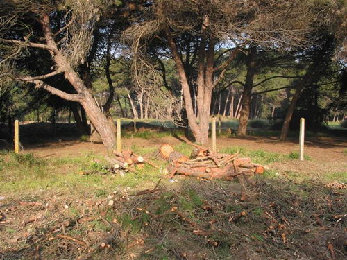 Tala realitzada al bosc de la banda muntanya de l'autovia de Castelldefels (C-31) a Gav&agrave; Mar (4 d'Abril de 2008)