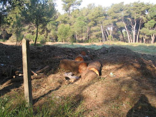 Tala realitzada al bosc de la banda muntanya de l'autovia de Castelldefels (C-31) a Gav&agrave; Mar (4 d'Abril de 2008)