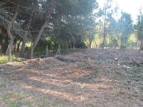 Tala realitzada al bosc de la banda muntanya de l'autovia de Castelldefels (C-31) a Gav&agrave; Mar (4 d'Abril de 2008)