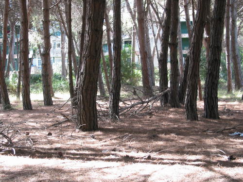 Brut&iacute;cia a la pineda del nord de l'autovia de Castelldefels (C-31) a Gav&agrave; Mar (Juliol 2007)