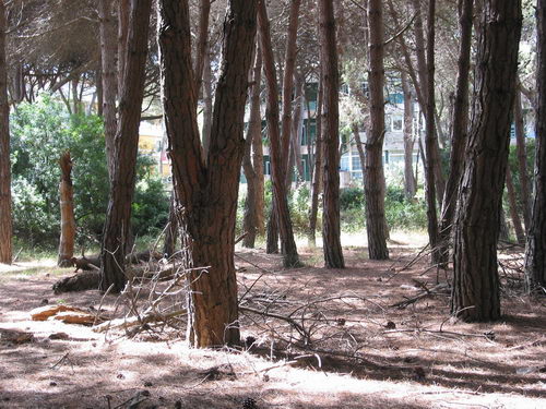 Brut&iacute;cia a la pineda del nord de l'autovia de Castelldefels (C-31) a Gav&agrave; Mar (Juliol 2007)