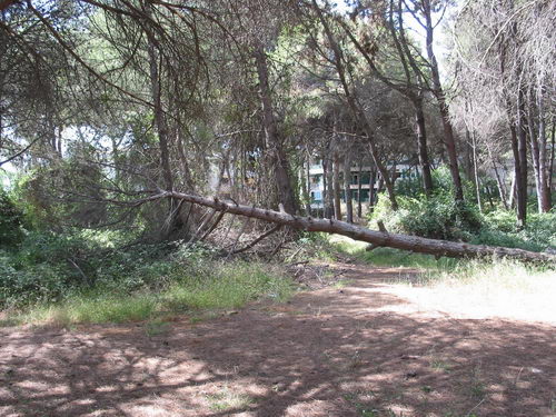 Brut&iacute;cia a la pineda del nord de l'autovia de Castelldefels (C-31) a Gav&agrave; Mar (Juliol 2007)
