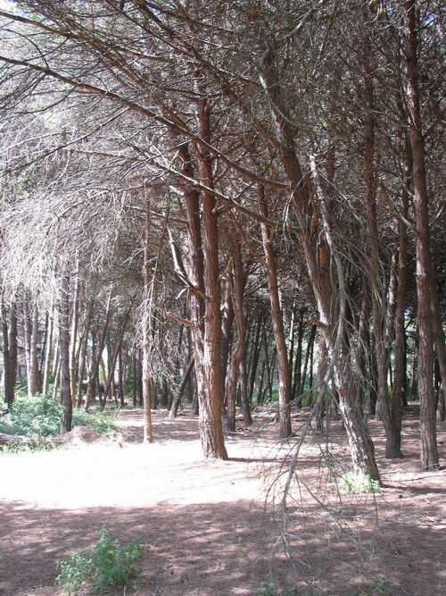 Brut&iacute;cia a la pineda del nord de l'autovia de Castelldefels (C-31) a Gav&agrave; Mar (Juliol 2007)