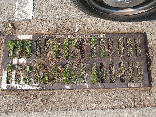 Embornals del carrer Cadaqu&eacute;s de Gav&agrave; Mar completament taponats i fins i tot amb herbes (26 de desembre de 2007)