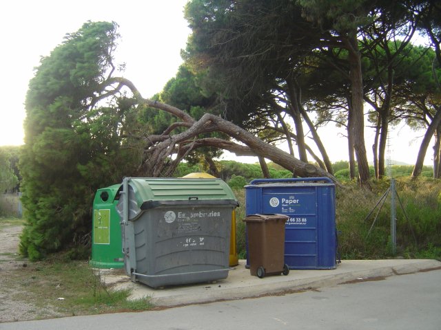 Pi caigut a l'encreuament del Cam� del Pinar i el carrer del Llebeig de Gav� Mar (31 Agost de 2010)