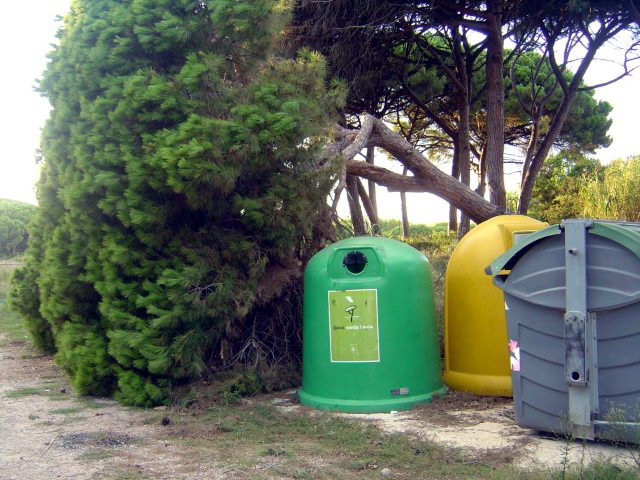 Pi caigut a l'encreuament del Cam� del Pinar i el carrer del Llebeig de Gav� Mar (31 Agost de 2010)