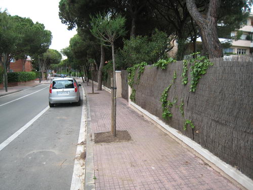 Arbres reposats al carrer Cunit de Gav&agrave; Mar (entre l'avinguda del mar i el carrer Garraf) (17 de Maig de 2008)
