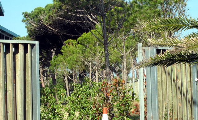 Pins plantats en la parcel·la de l'edifici d'oficines de Central Mar (Gavà Mar) totalment arrelats (10 de Juny de 2009)