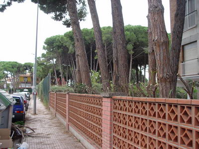 Plantes que envaien l'espai dels vianants podades al Cam&iacute; de la Pava de Gav&agrave; Mar (4 de novembre de 2008)