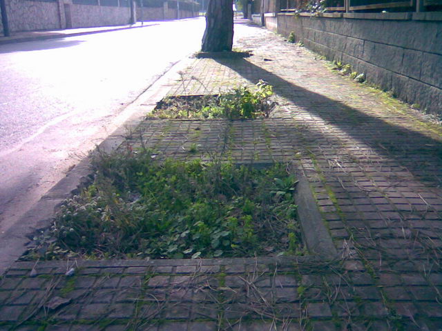 Espais per arbres sense aprofitar en una vorera del carrer de la Ciutat del Rep�s de Gav� Mar (16 de Gener de 2009)