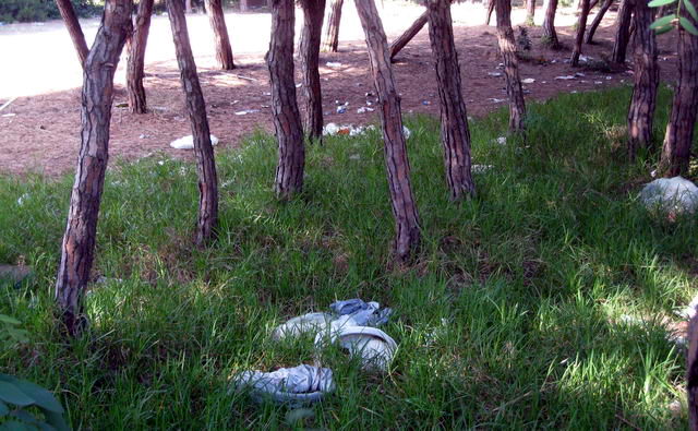 Brut�cia a la pineda contigua a la Torre Gav� de Gav� Mar (24 de Maig de 2009)