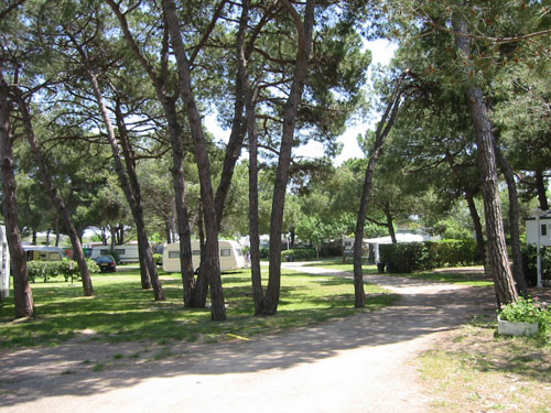 Pineda del camping "Tres Estrellas" de Gavà Mar (fotografía: www.tresestrellas.com)